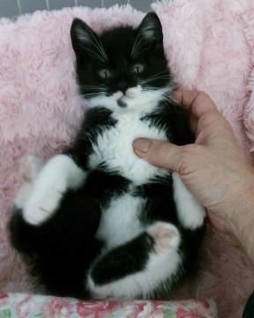 白黒半長毛♡個性的なマスクのリトモくん