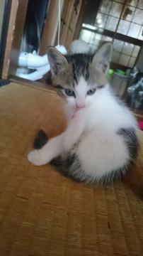 かわいいキジシロ子猫