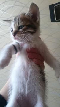 かわいいキジシロ子猫