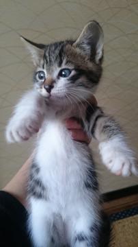 かわいいキジシロ子猫