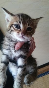 かわいいキジシロ子猫