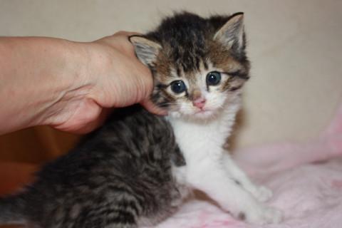 可愛いころころのキジ白　離乳中