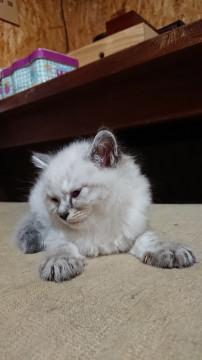 ふわふわ白猫ちゃん