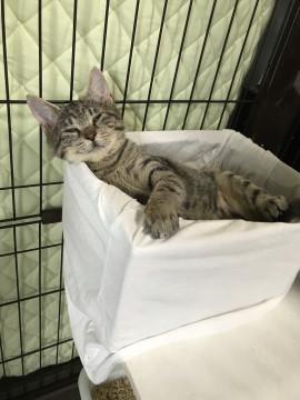 きじ仔猫