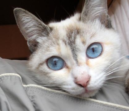 お行儀のよい「べっぴんさん」です