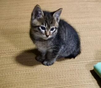 可愛い雉猫ちゃんです。