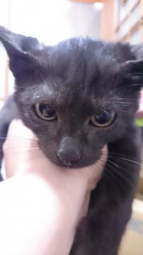 里親様募集。黒色　尻尾が鍵状に折れ　