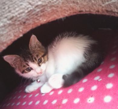 優しくおっとりなキジ白くん