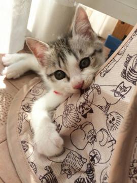 おてんばっ子のサバ白ちゃん