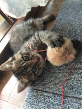 まぁるくてモフモフのキジちゃん