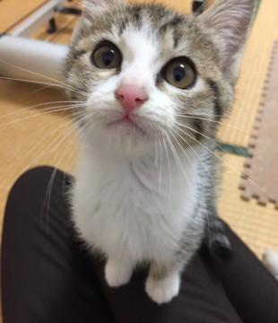 やんちゃなきじ白ちゃん