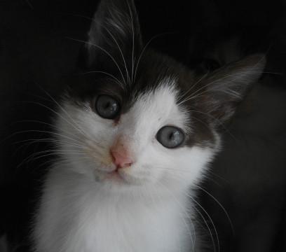 好奇心旺盛な子猫
