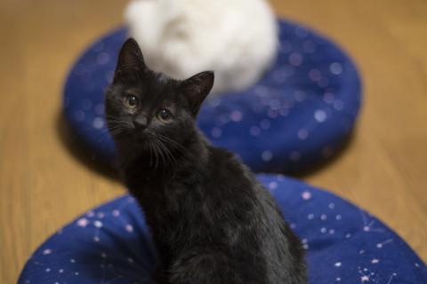 子熊みたいなチビクロちゃん