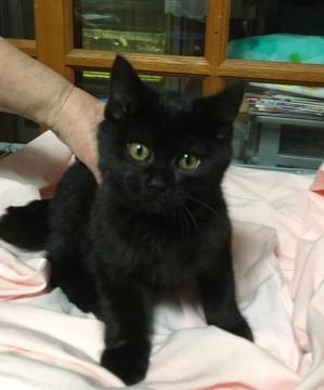 黒猫　クロ君　3か月