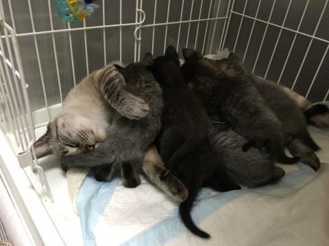 ふわふわの子猫ちゃん