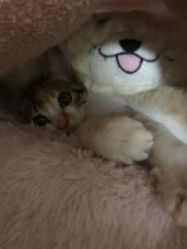 可愛いミケ猫ちゃん！