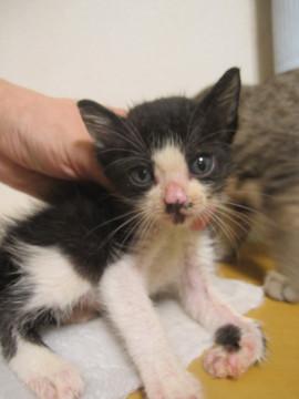 動画あり　可愛い黒白　離乳中