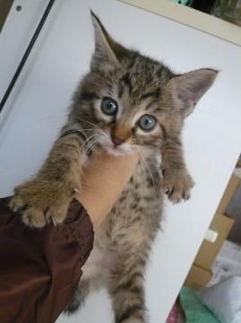 ちびちびキジ君