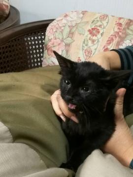 夫の足にしがみついてきた黒い仔猫