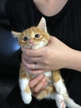 大人しめな茶白の男の子です♪