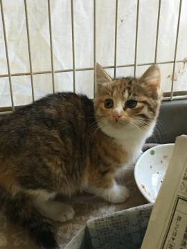 変わった柄の女の子♪