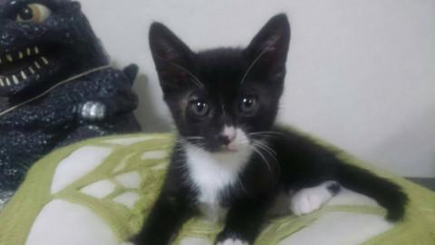 愛くるしい黒多