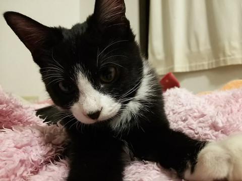 手袋つけた黒白ハチワレくん★