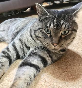 性格S級‼️奇跡の「やさしい猫」