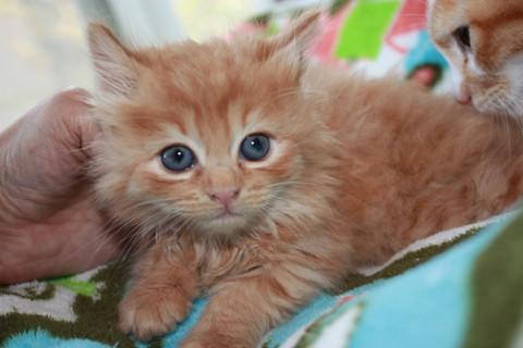 動画あり　半長毛茶トラ　離乳中