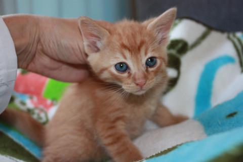 動画あり　珍しい茶トラの女の子　離乳中