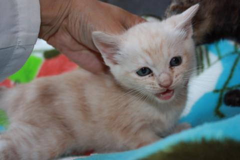 動画あり　パステル茶トラ　離乳中