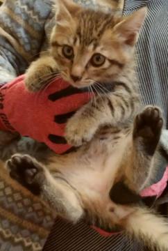 ヤンチャなキジトラ　ちぃ太です☆