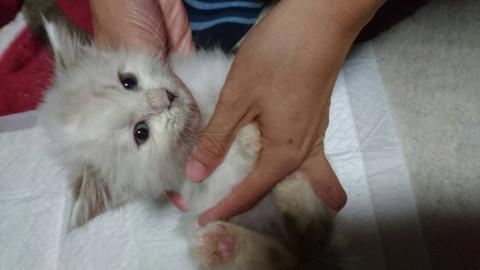 可愛いシャム風？な子猫