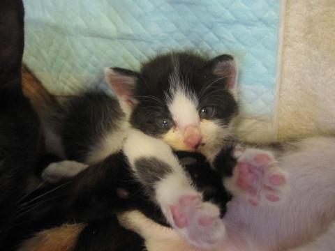 動画あり　可愛い黒白　離乳中