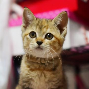 丸顔の美猫ちゃん