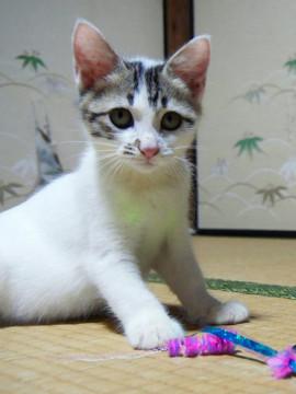 大きな目の美猫