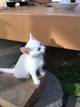 ブルーアイの可愛い子猫飼ってください