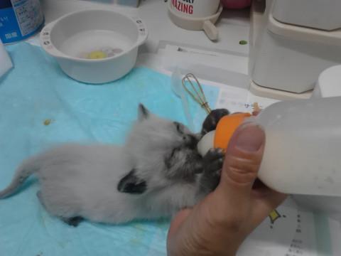 10月中旬生まれ　シャム柄女の子