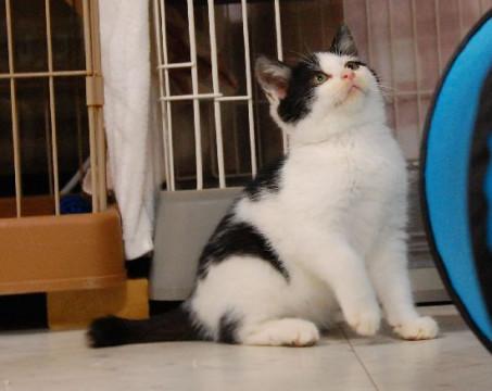 フワフワの白黒子猫