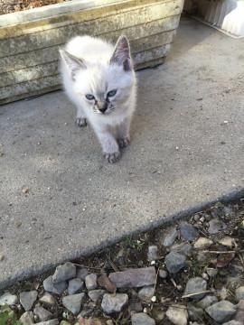 長毛カフェオレしまちゃん飼ってください
