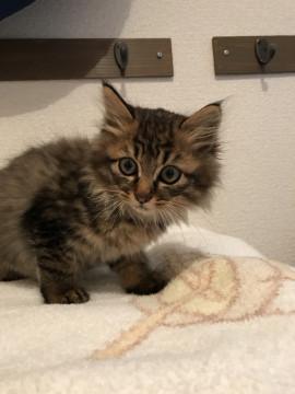 ホワホワでかわいい！ちびキジトラ(*´꒳