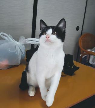 穏やかで優しい黒白の女の子です