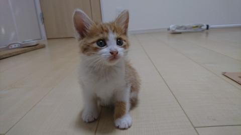遊び好きな男の子