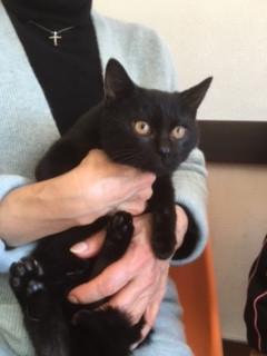 とっても人馴れ可愛らしい黒女の子ちゃん。