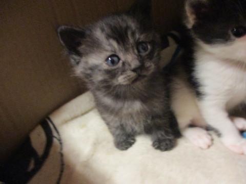 微笑んでるみたいなスモークグレイちゃん