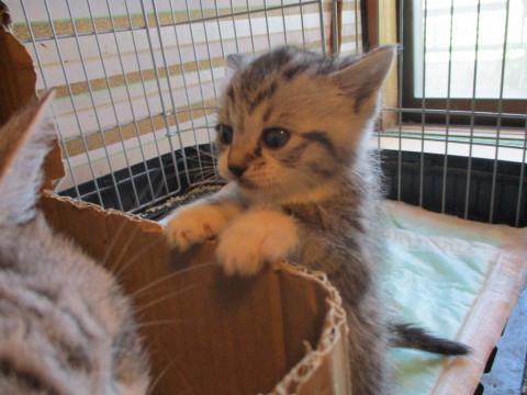 ママそっくり　靴下履いたサバ白君