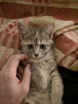 ちょっとたれ目のもふもふにゃんち