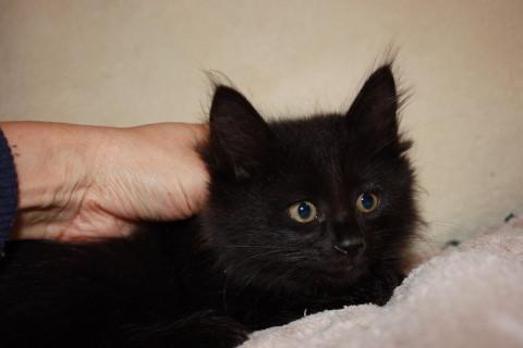 もふもふ半長毛黒猫