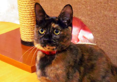 温厚穏やかなサビちゃん!飼いやすいです
