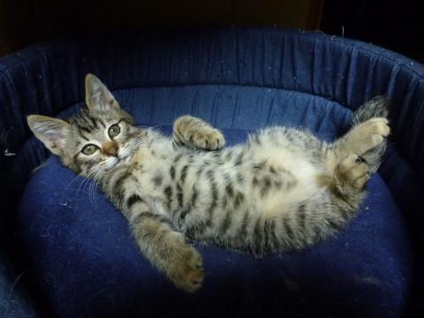 かわいいキジチャトラ　雄の子猫